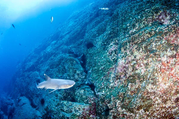 Tip Tip Tiburón de arrecife blanco — Foto de Stock
