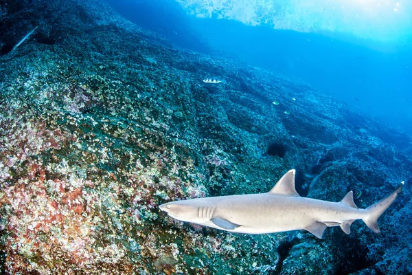 白の先端礁サメ — ストック写真