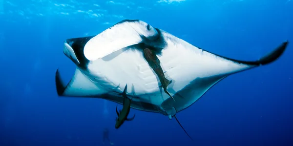 Manta Ray in Mexico — Stockfoto