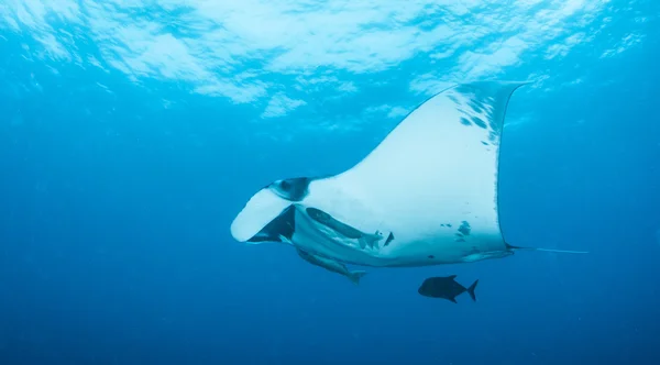 Manta Ray på Mexico — Stockfoto