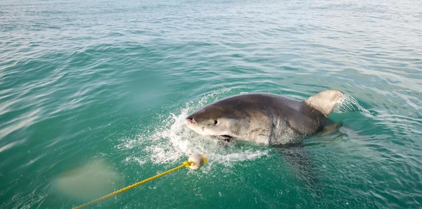 Gran tiburón blanco — Foto de Stock