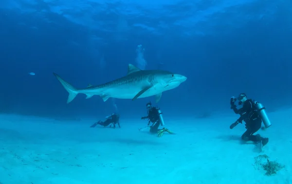 Tiger shark op Bahama 's — Stockfoto