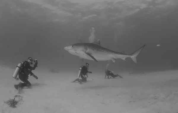 Žralok tygří na Bahamy — Stock fotografie