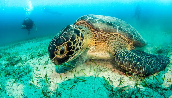 Θαλάσσιας χελώνας στο κας, Τουρκία — Φωτογραφία Αρχείου