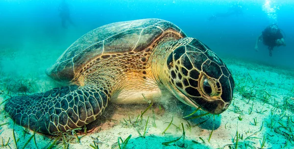 Морская черепаха в Турции — стоковое фото