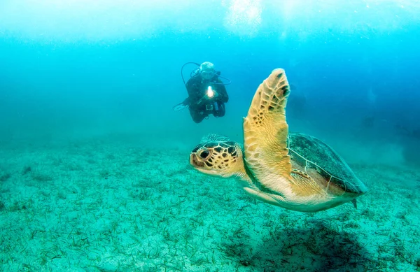 Морская черепаха в Касе, Турция — стоковое фото