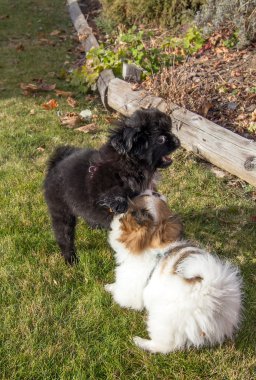 Genç Pekinli köpek