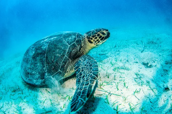 Tortuga marina en Kas, Turquía — Foto de Stock