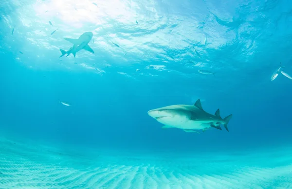 Lemon shark på Bahamas — Stockfoto
