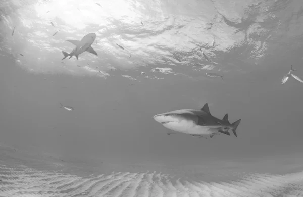 Κίτρινος καρχαρίας σε Μπαχάμες — Φωτογραφία Αρχείου