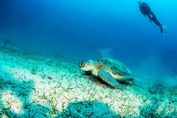 Havssköldpadda på Turkiet — Stockfoto