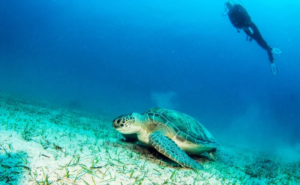 Havssköldpadda på Turkiet — Stockfoto