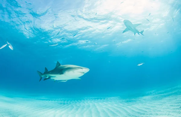 Tiburón limón en Bahamas — Foto de Stock