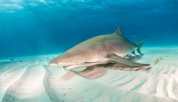 Tiburón limón en Bahamas —  Fotos de Stock