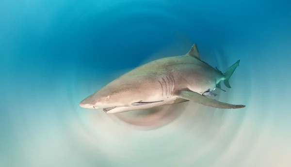 Lemon shark på Bahamas — Stockfoto