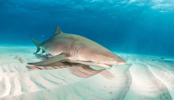 Tiburón limón en Bahamas — Foto de Stock