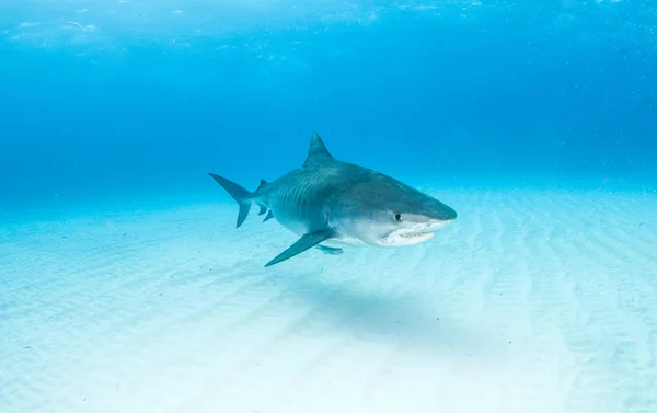 Tiger haj på Bahamas — Stockfoto