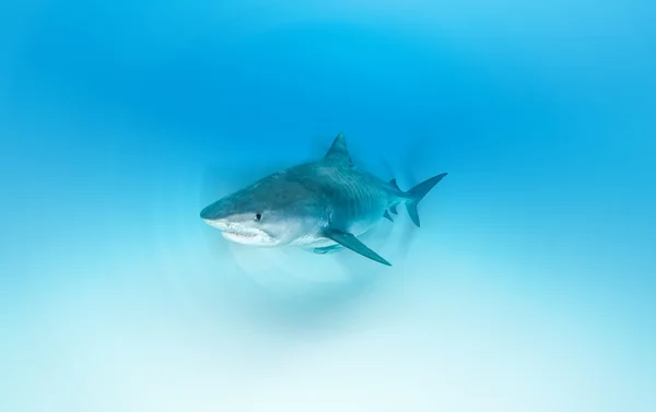 Tubarão tigre nas Bahamas — Fotografia de Stock