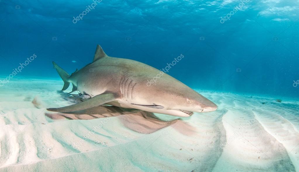 Lemon shark at Bahamas Stock Photo by ©Divepics 94352484