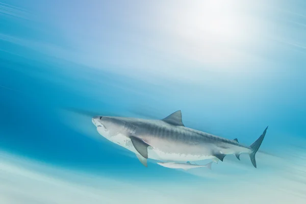 Tiger haj på Bahamas — Stockfoto