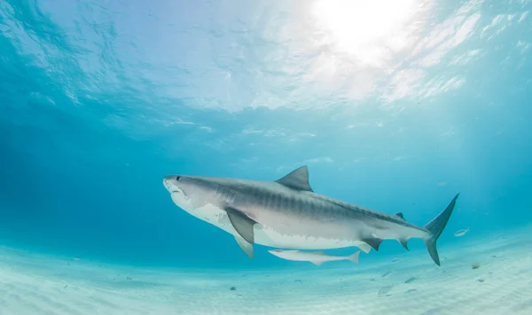 Tiger shark op Bahama 's — Stockfoto