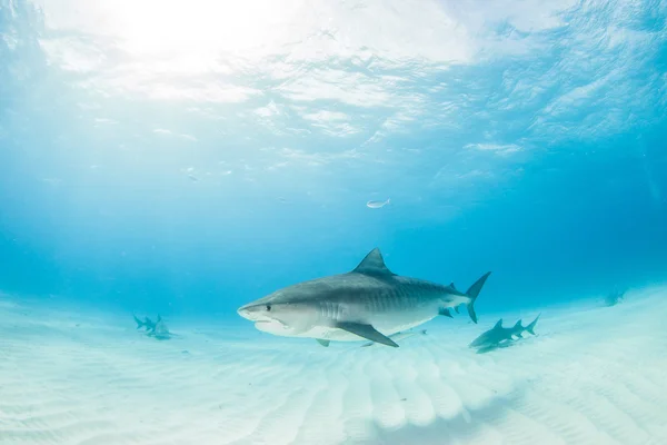 Requin tigre aux Bahamas — Photo