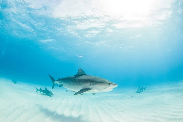 Tubarão tigre durante um mergulho — Fotografia de Stock