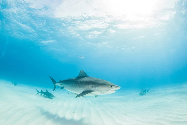 Requin tigre pendant une plongée sous-marine — Photo