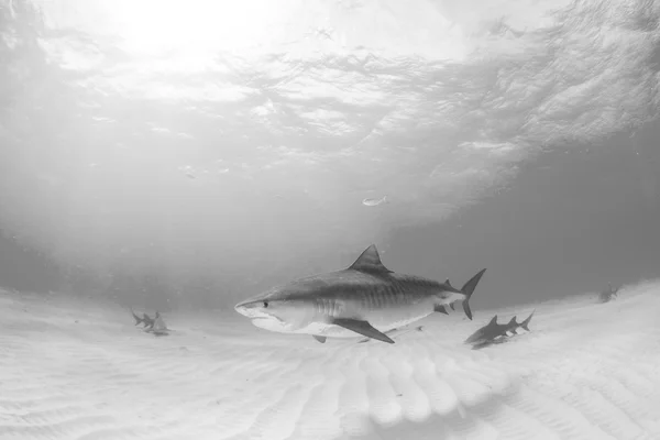 Tiger haj på Bahamas — Stockfoto