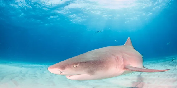 Citrom cápa, a Bahama-szigetek — Stock Fotó