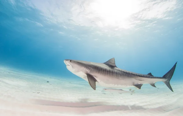 Tiburón tigre durante un buceo —  Fotos de Stock