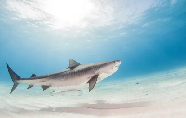 Tiger shark στις Μπαχάμες — Φωτογραφία Αρχείου