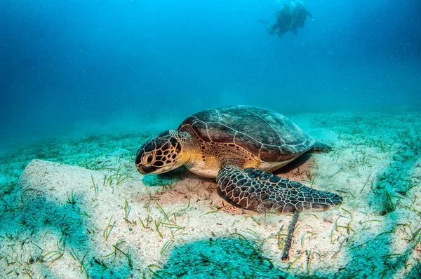 Zeeschildpad op Kas, Turkije — Stockfoto