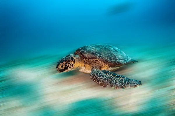 Θαλάσσιας χελώνας στην Τουρκία — Φωτογραφία Αρχείου