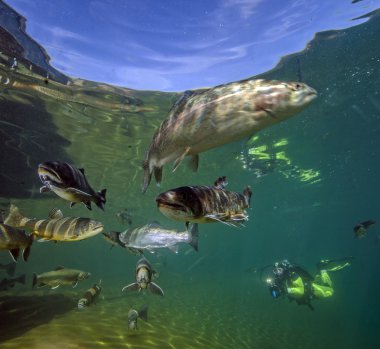 Avusturyalı Grblsee Gölü