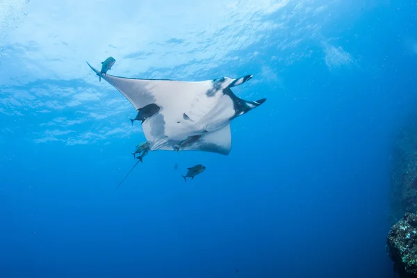 Manta Ray során a búvárkodni — Stock Fotó