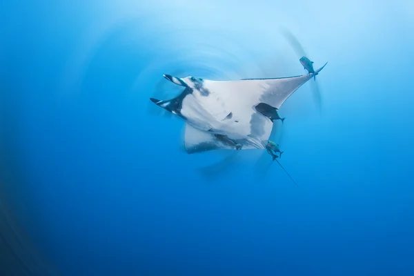 Manta Ray durante um mergulho — Fotografia de Stock