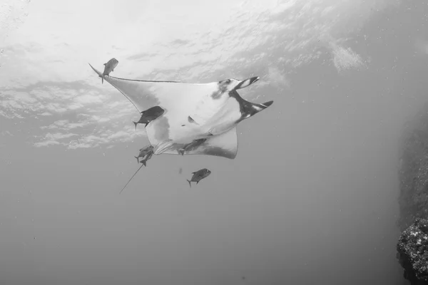Manta Ray under ett dyk — Stockfoto