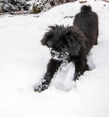 Genç Pekinli karda oynayan köpek