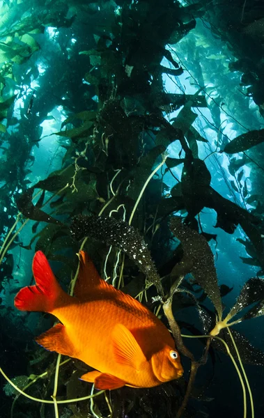 Peixes Garibaldi em Catalina Siland — Fotografia de Stock