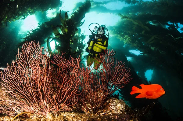 Garibaldi Pescado en Catalina Siland — Foto de Stock