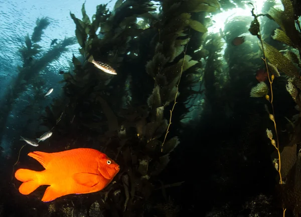 Peixes Garibaldi em Catalina Siland — Fotografia de Stock