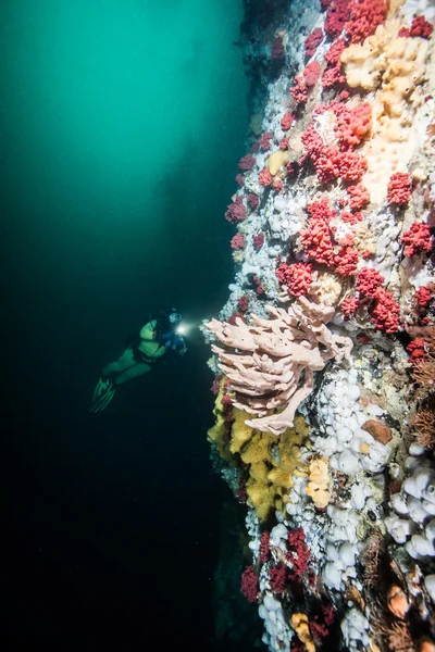Mergulho em British Columbia — Fotografia de Stock