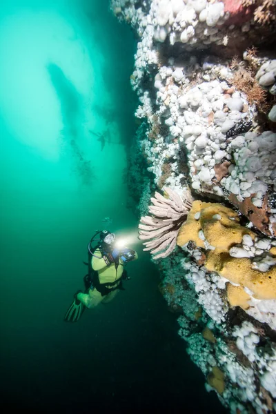 Plongée sous marine en Colombie-Britannique — Photo