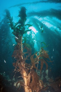 Scuba diving, Catalina Island, ABD