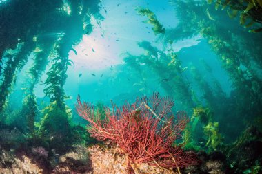 Scuba diving, Catalina Island, ABD