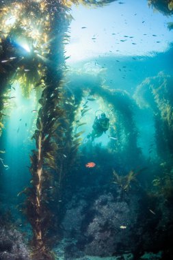 Scuba diving, Catalina Island, ABD