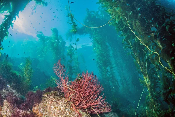 Scuba diving, Catalina Island, ABD