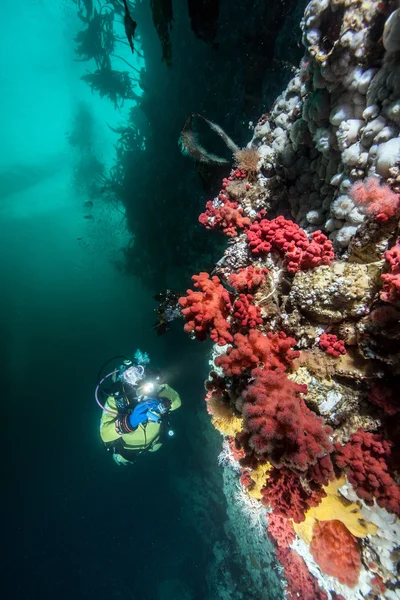 Búvárkodás a British Columbia — Stock Fotó