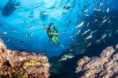Tüplü dalış deneyimi